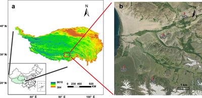 Response of under-ground bud bank to degradation in an alpine meadows on the Qinghai-Tibet Plateau, China